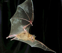 Jamaican fruit bat in flight: this bat species can smell the volatile compounds in fruit.
