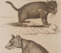 Illustration showing aTasmanian devil and the now extinct thylacine