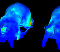 Skull of the bat Carollia perspicillata (left) and a model of the same bat (right).
