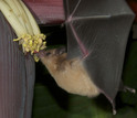A nectar bat, Glossophaga soricina, feeding on the flowers of a banana plant.