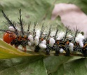 Caterpillar parasitized by an unknown wasp; white splotches are the silk cocoons of wasp larvae.