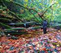 scientist in the forest