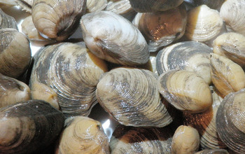 Thick lucines shells