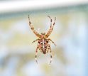 European garden spider in a web