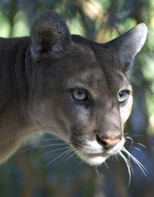 EEID awardees will study landscape structure and diseases in species like Florida panthers.