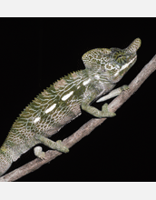 Adult male Labord's chameleon (<em>Furcifer labordi</em>) from southwestern Madagascar