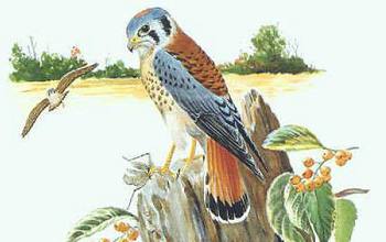 drawing showing an American kestrel  bird