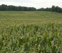 Midwest corn field