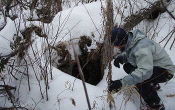 A winter ecologist peers beneath the subnivium and into the den of a porcupine living there.