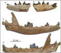 fossilized jawbones of the Himalayan fox,