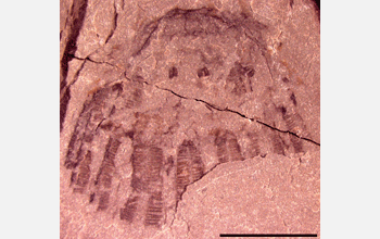 A Middle Cambrian jellyfish from Millard County, Utah