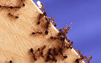 fire ants on a plank