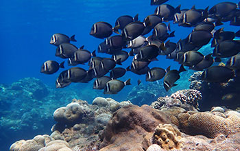 School of fish swims over coral reefs of Pagan