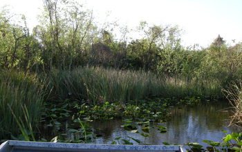 View from an airboat used to collect samples in the Florida Everglades.