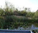 View from an airboat used to collect samples in the Florida Everglades.