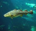 Atlantic cod in water