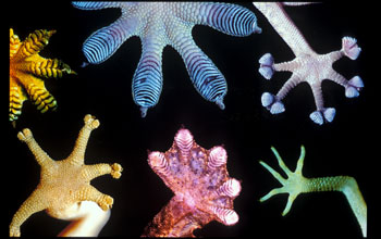 Gecko feet--each with a different toe pad structure