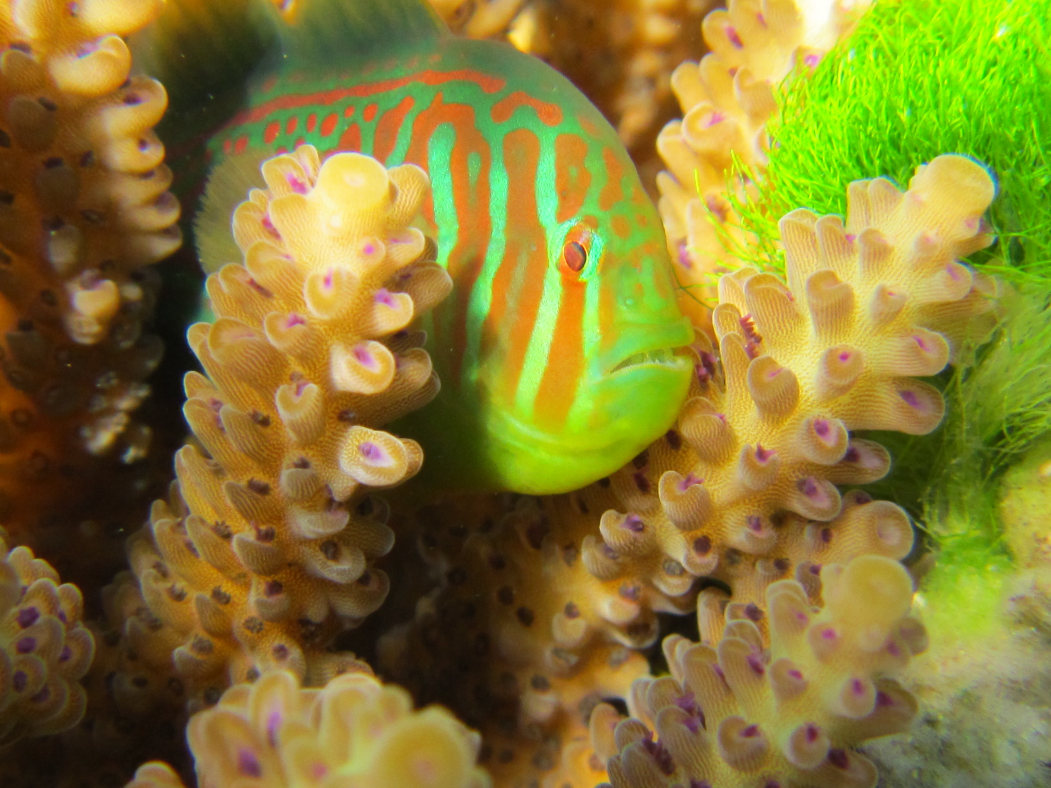 http://www.nsf.gov/news/mmg/media/images/Goby_Coral_Alga13.JPG