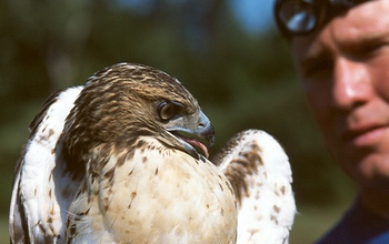 James Hewlett holds a red-tailed hawk.