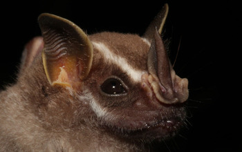 The tent-making bat Uroderma bilobatum