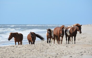 Feral Chincoteague ponies stroll along Assateague Island National Seashore