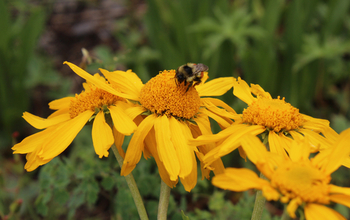 A bumblebee forages on a flower