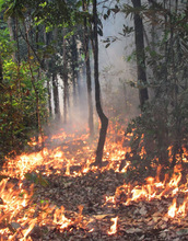 Experimental fire burning the understory of a forest between Cerrado and Amazonia, Brazil.