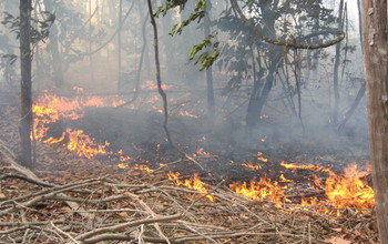 Fire experiment in Mato Grasso, Brazil with tinderbox grasses along the forest