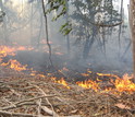 Fire experiment in Mato Grasso, Brazil with tinderbox grasses along the forest