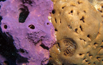 Close-up of the brilliantly-colored Ailochroia crassa (purple) and Agelas sp. (brown).