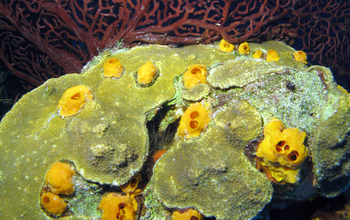 A yellow burrowing sponge on a plate-forming stony coral.