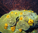 A yellow burrowing sponge on a plate-forming stony coral.