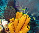 Large sponges on a reef with  sponge-eating fish in the Bahamas.