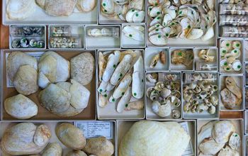 collection of uncurated Pleistocene fossils