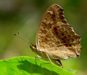 The lemon pansy butterfly