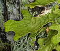 lichen on wood