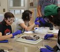 CMN students in a lab doing a cat dissection