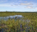   freshwater wetlands in Acadia National Park