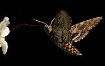 Hawk Moth <em>Manduca sexta</em>