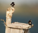 Mangrove swallows