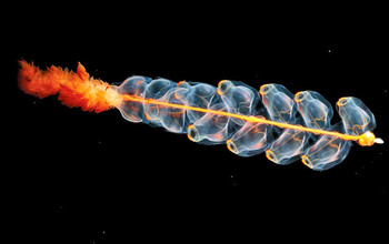 A siphonophore glides through the sea.