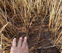 Marsh grasses killed by soil salinity stress in a Sapelo Island salt marsh in July 2016.