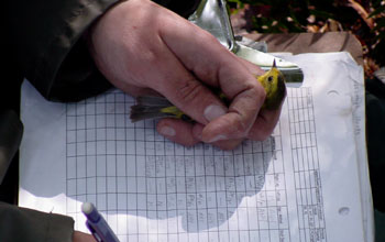 A Wilson's warbler (<em>Wilsonia citrine</em>) being processed in the field