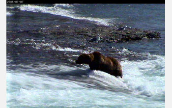 Grizzly bear fishing at the falls in McNeil River Game Sanctuary, Alaska.