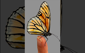Monarch butterfly mutant that was generated using a gene editing tool