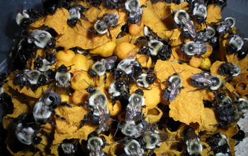 bumblebee colony in a nest