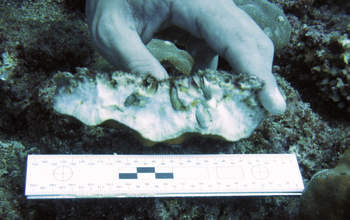 A hand holding mussels living inside the coral skeleton and a measuring tape