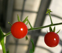 a wild tomato species with red fruits.