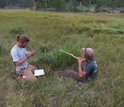 Two researchers with instruments working on Yellowstone's northern range clip willows