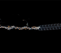 siphonophore specimen